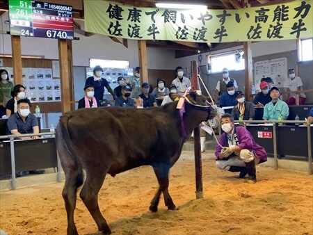 高千家畜市場での競りの様子