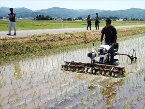 カルチの様子